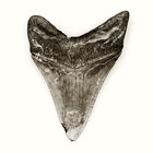 Megaladon tooth web 140 xxx q85