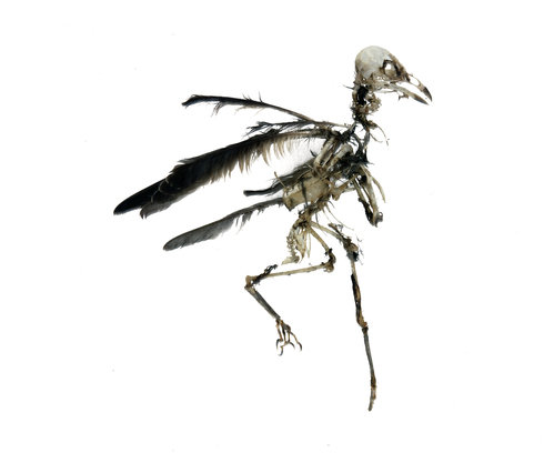 Bird skeleton 499 xxx q85