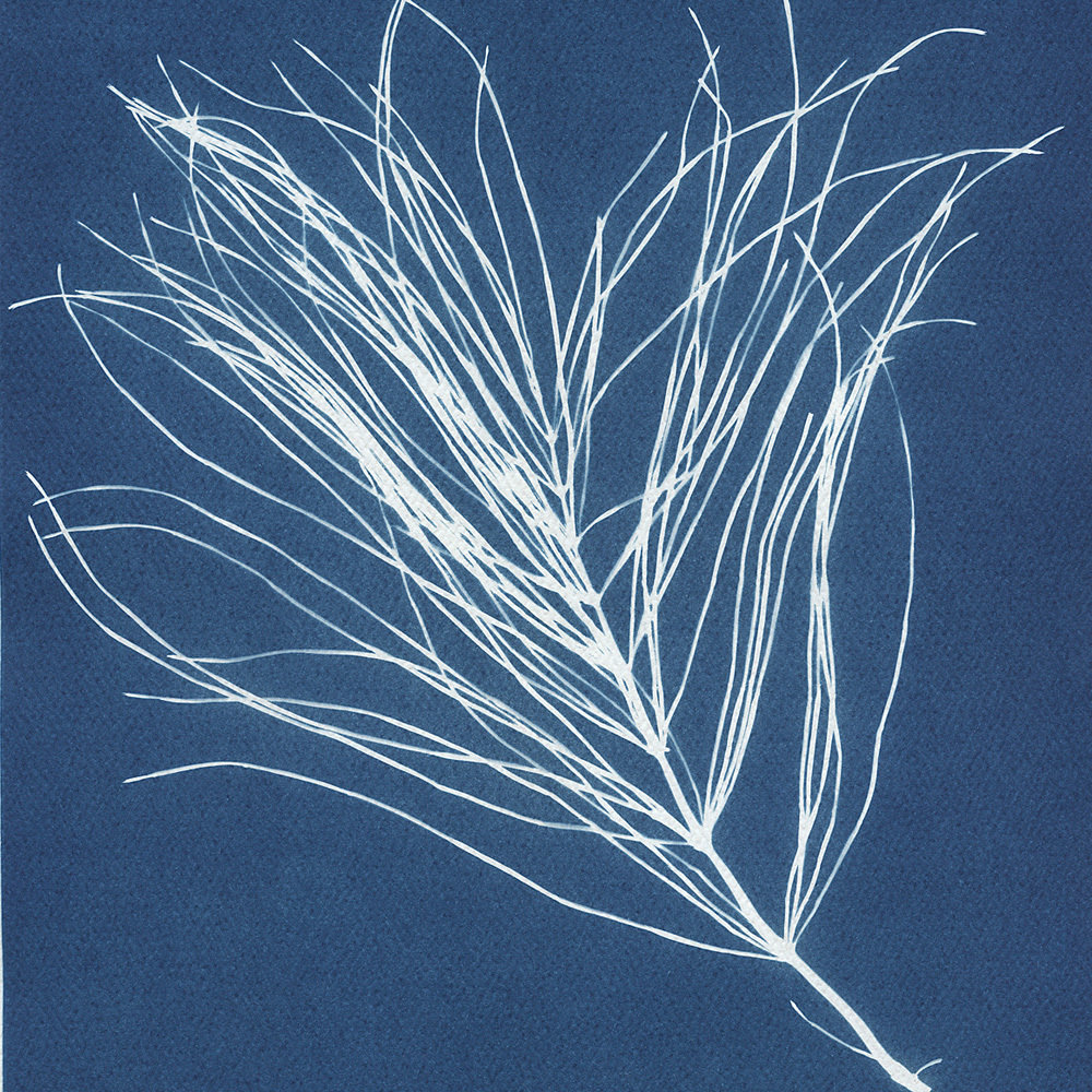 Whisper Editions » FIELD APOTHECARY » Wellness Bundle